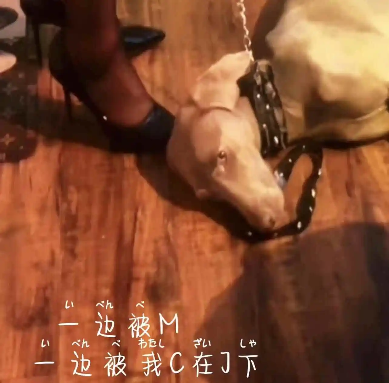 西檬之家字母圈k9犬系是什么意思? 一